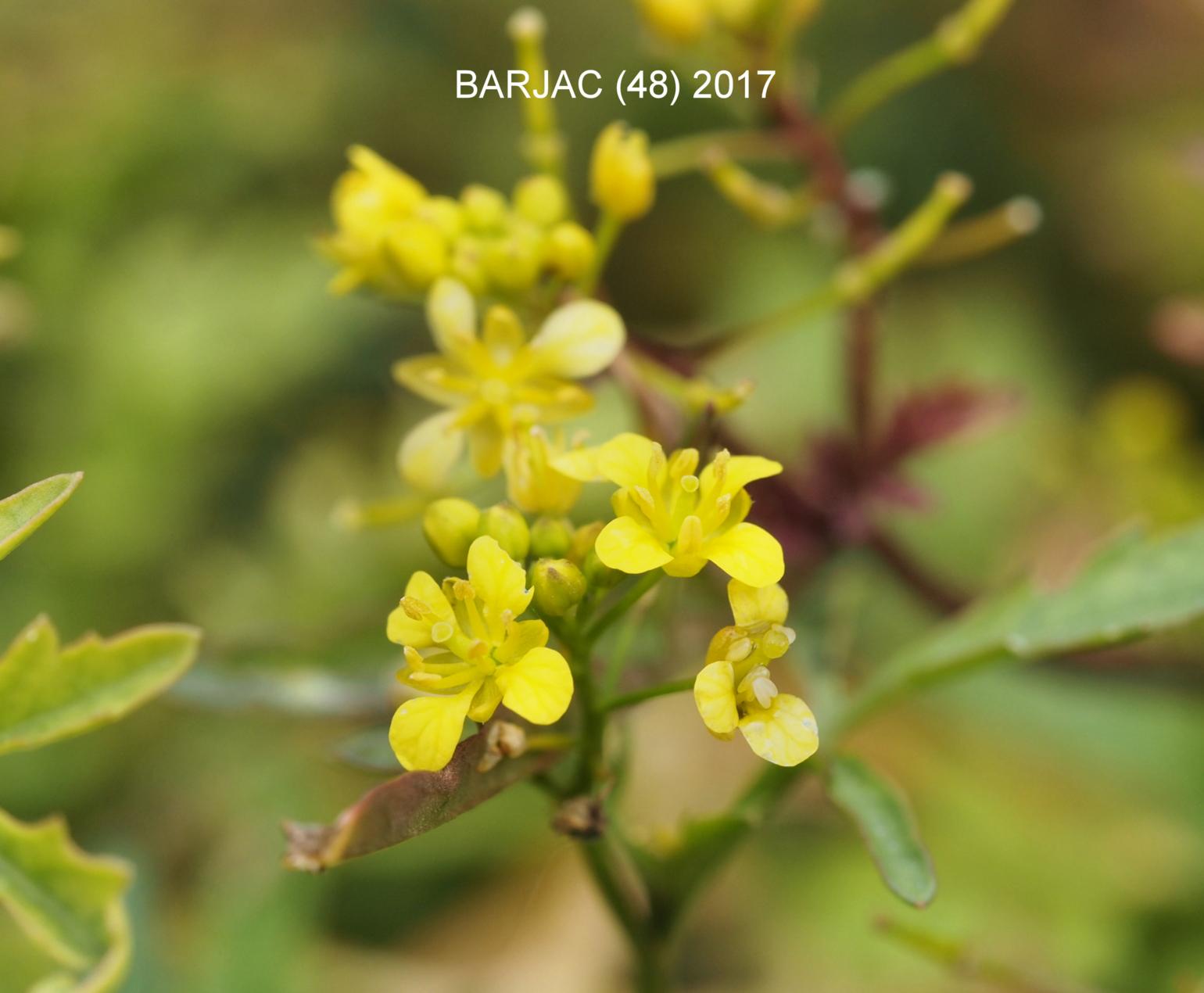 Yellow-cress, (Wood)